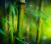 bambuss