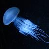 medūza