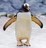 pingvīns