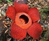rafflesien