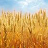 pšenica