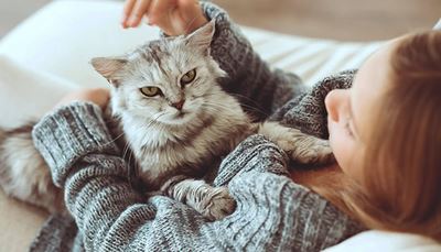 mačka, čelo, pulover, rukav, ljubimac, brci, glava, siv, šapa