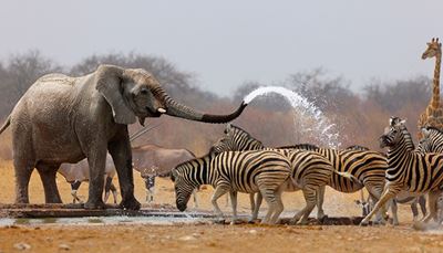 kel, zebra, antilopa, slon, žirafa, savana, voda, chobot, pruhy, prúd