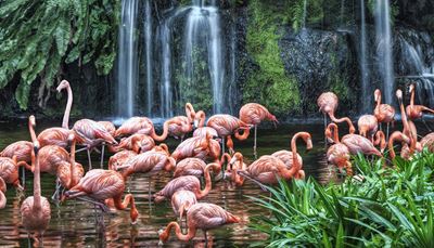 flamingo, stol, gât, cascadă, rocă, mușchi, lac, frunziș, roz, pasăre