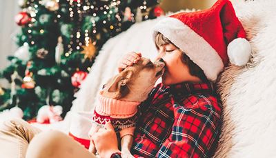 kyss, husdjur, tomteluva, ömhet, pullover, rutig, garnboll, jul