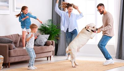sofa, labrador, kinderen, familie, gordijn, planten, dans, plezier, tapijt