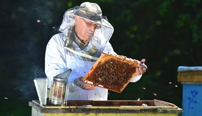 rayondemiel, apiculteur, moustache, enfumoir, abeille, rucher, fleur, ruche, fumée