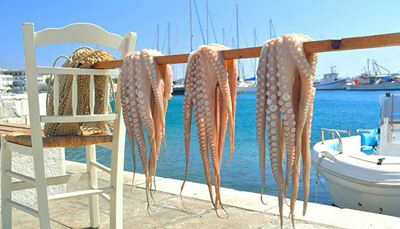 octopus, stoel, tentakel, touw, zuignap, boot, dek, net, roede, zee