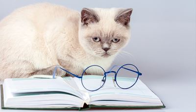 bogomslag, brillestang, bedrøvelse, stirre, ramme, læsning, side, ører, kat