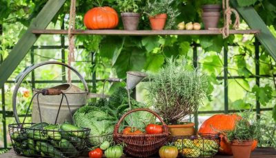 košík, skleník, zelenina, květináč, dýně, okurka, rozmarýn, rajče, vinnáréva, kapusta, cibule, konev