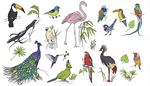 nokka, riikinkukko, papukaija, sihteeri, flamingo, kolibri, tukaani, kaula, siipi, lehti, pyrsto, kakadu, ara