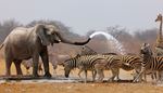 zebra, antilopa, savana, slon, zirafa, voda, prouzek, kel, chobot, proudvody