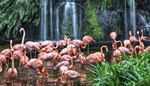 sjo, mossa, flamingo, flock, vattenfall, bergart, bladverk, hals, faglar, rosa