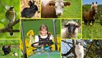 kierownica, traktor, dziewczyna, dmuchawiec, kurczak, krowa, krolik, ptak, kura, kon, kot, owca