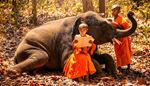 книга, монах, осень, бивень, чтение, буддизм, хобот, лес, слон