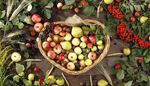 prune, branche, sorbier, toiledejute, pommettes, panier, pomme, poire, epi