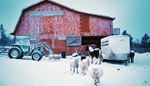 stado, traktor, przyczepa, snieg, stodola, farma, owca, zima, kon