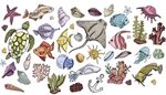 bagre, conchamarina, tortuga, estrella, alga, sepiida, coral, medusa, ancla, raya, pez