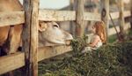 farma, ograda, stogsijena, glava, djevojcica, krava, kosa