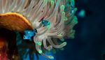tentacle, underwater, darkness, anemone, blur, fin, fish, macrography