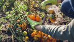 gloves, sleeve, tomatoes, stem, harvest, handle, basket, shears, soil, jeans