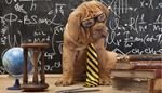 алгебра, галстук, карандаш, книги, математика, песочныечасы, очки, собака, лапа, равно, глобус