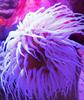 jūras anemones