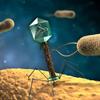 bakteriofagas