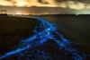 биолуминесценция