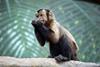 capuchin-ape