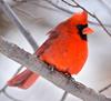 burung cardinal