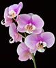orchidėja