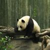 pandabjörn
