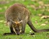 australijos kengūrą