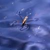 insectă de apă