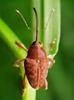 kumbang pengerek