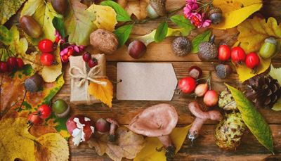 nueces, hojaderoble, escaramujo, hojas, etiqueta, otoño, castaña, avellana, bellota, russula, seta, piña