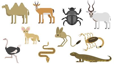 pštros, štír, tarbík, skarabeus, velbloud, gazela, antilopa, fenek, varan, živočichové, had, hrb