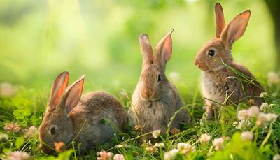кролик, клевер, трава, три, уши