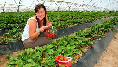 boîte, récolte, fraises, lunettes, rangée, serre, frange, femme