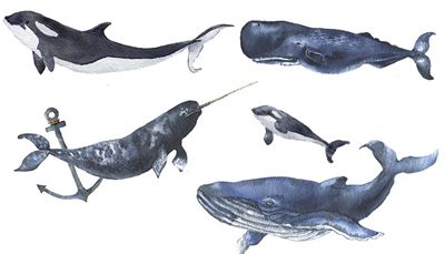 flippers, zoogdier, biologie, anker, walvis, potvis, rugvin, vin, narwal, orka