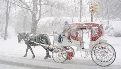 vagn, trafiksignal, snöfall, hovar, hjul, sele, träd, häst, kusk