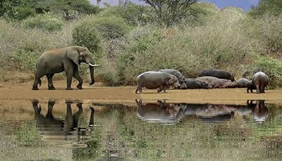 troupeau, hippopotame, éléphant, trompe, défense, mare, reflet, fourré, un