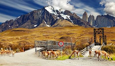 bridge, glacier, andes, chile, road, llama, herd, sign, five