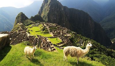 montagna, machupicchu, pelliccia, altitudine, due, lama, rovine, terrazze, erba, perù