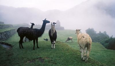 стадо, травоядные, шерсть, черный, склон, туман, лама