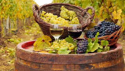 hvidvin, vingård, vinifikation, alkohol, klase, tønde, høst, kurv, drue
