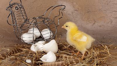 viščiukas, kiaušinis, lukštas, šienas, plunksna, sparnas, snapas, višta, geltona, metalas