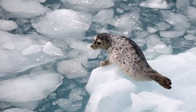 blocodegelo, gelo, cabeça, norte, foca-comum, focinho, água, barbatanas, manchas, pata