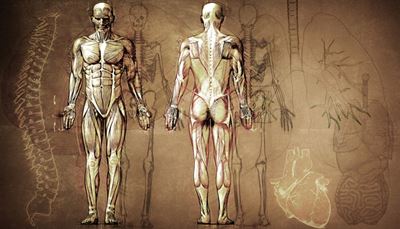 прешлен, гръбначенстълб, анатомия, лопатка, мускул, бялдроб, трахея, торс, сърце, скелет, черво